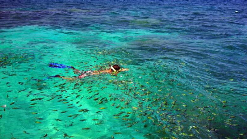 From Phuket/Khaolak: Similan Islands Early Bird Day Trip - Tour Overview and Pricing