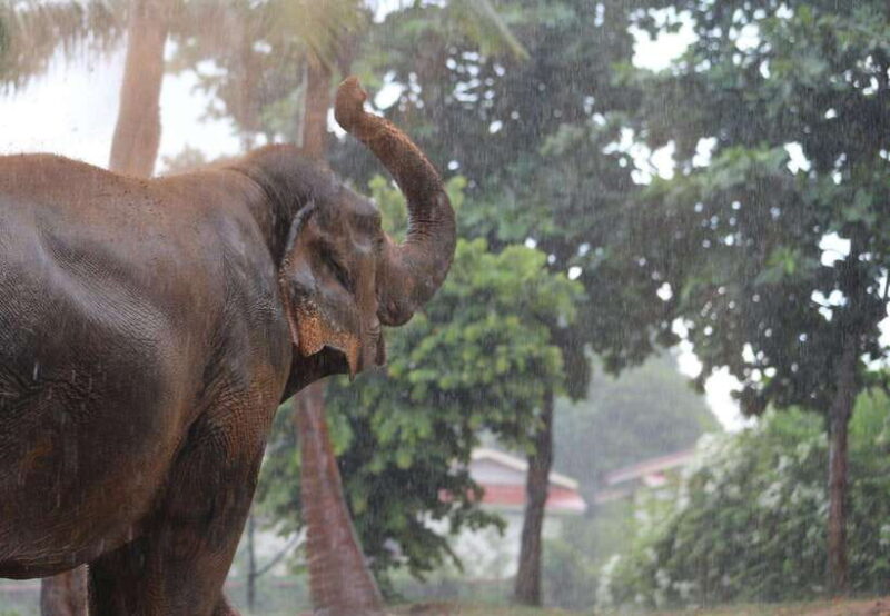 Koh Samui: Ethical Elephant Sanctuary Tour With Buffet Lunch - Inclusions and Recommendations