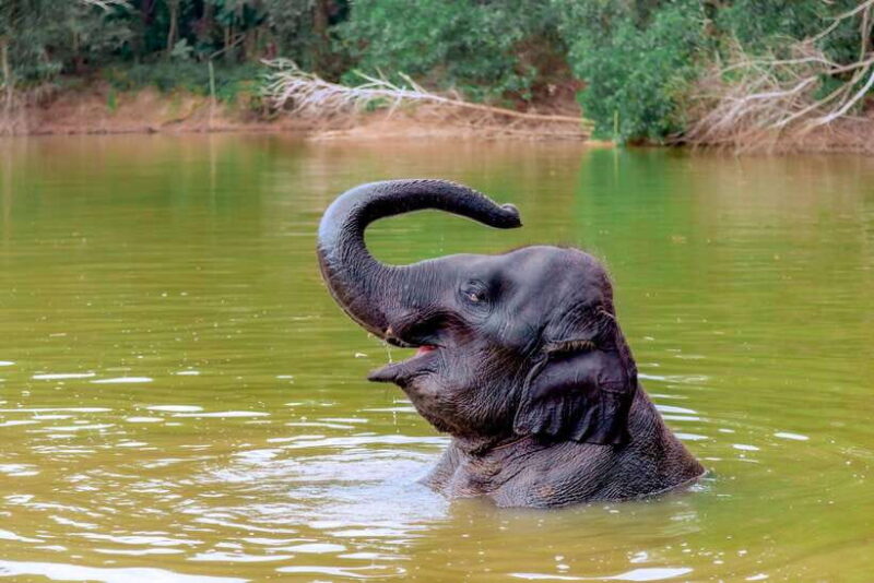 Phuket: Elephant Sanctuary Tour With Pickup & Optional Lunch - Itinerary Highlights