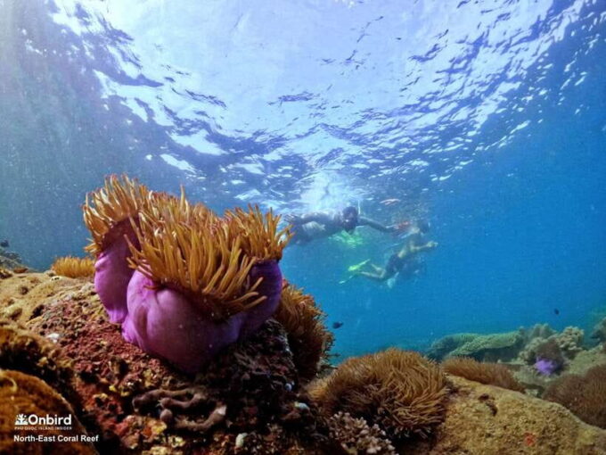 South Phu Quoc: Pro Snorkeling Tour by Speedboat - Environmental Considerations and Coral Preservation