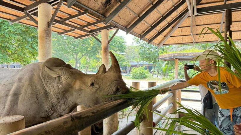 Bangkok: Elephant Sanctuary and Khao Kheow Open Zoo Tour - Interacting With the Elephants