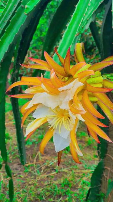Can Tho: Countryside Cycling Tour With Cocoa Farm Visit - Frequently Asked Questions