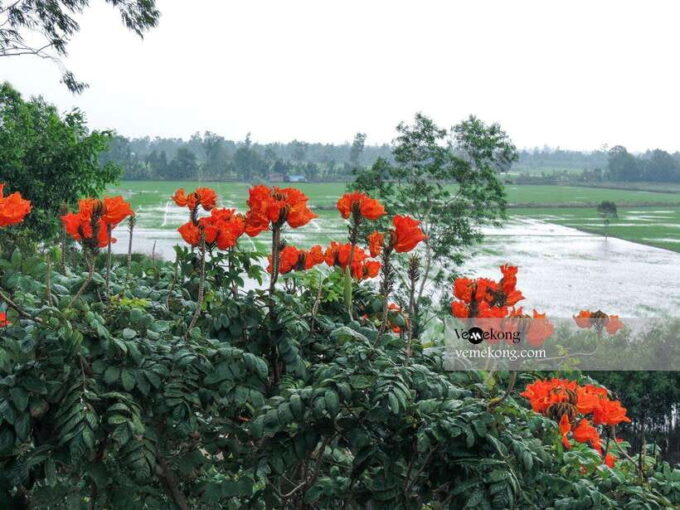 Can Tho: Lung Ngoc Hoang Nature Reserve & Forest Tour - What to Expect on Your Tour
