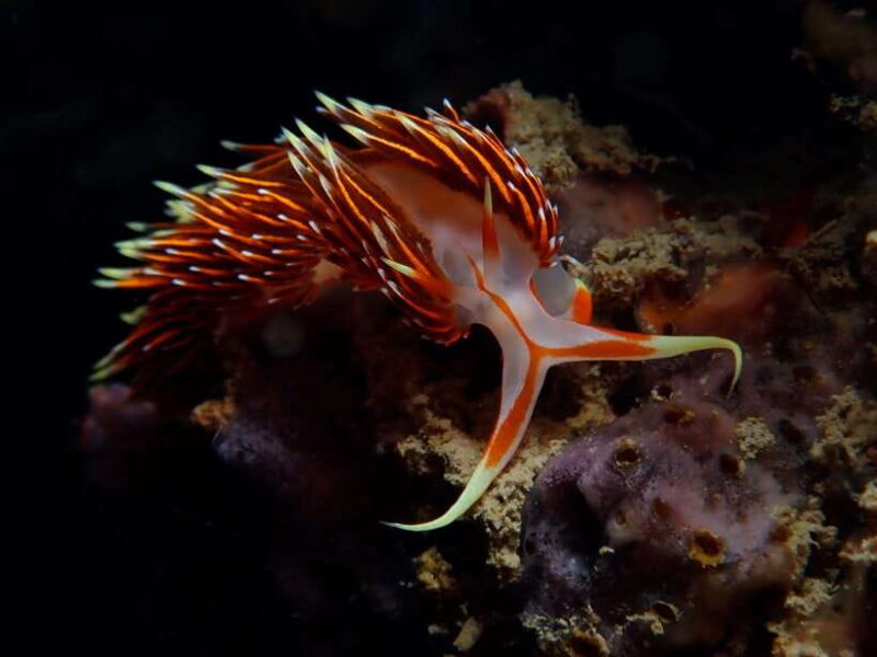 From Phi Phi: Beginner Scuba Diving Day Trip With 2 Dives - Inclusions and Equipment
