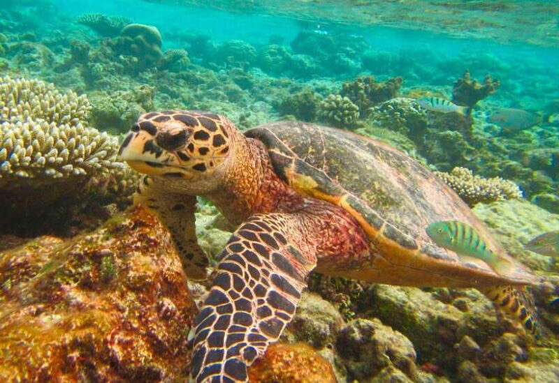 From Phuket/Khaolak: Similan Islands Early Bird Day Trip - Key Points