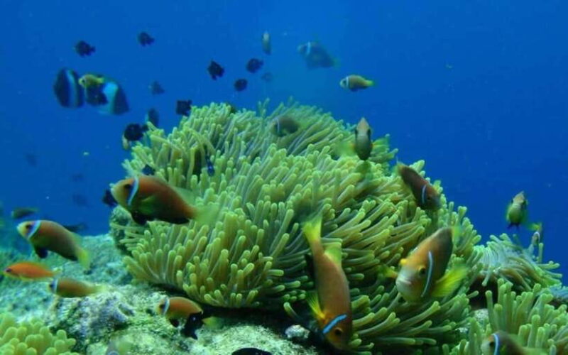 Nha Trang: Fantastic Tour W Snorkeling & BBQ at Mini Beach - Fishing Activity Fun