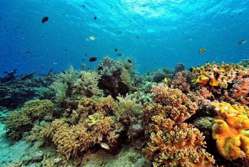 Phuket/Khao Lak: Similan Islands Speedboat Tour With Lunch - Safety and Regulations