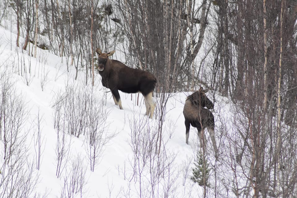 Abisko: Snowmobile Sightseeing Tour - The Experience in Detail