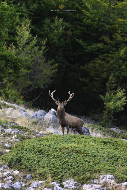 Abruzzo, Lazio and Molise National Park: Trekking&Wildlife. - What Is Included and What to Expect
