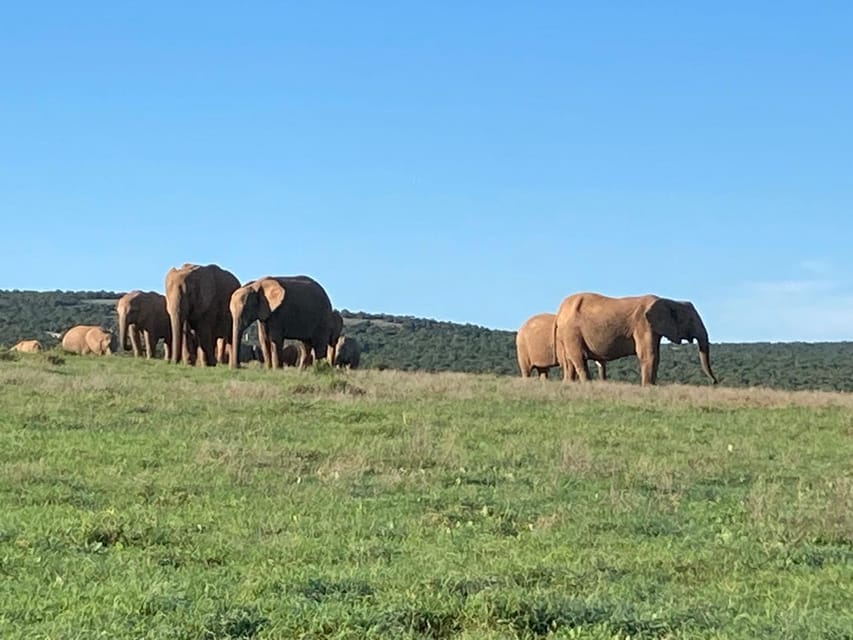 Addo Elephant Full Day Safari / Shore Excursions with BBQ - The Experience in Detail