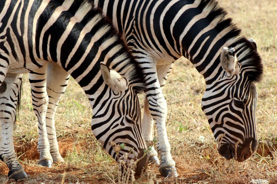 Addo Elephant National Park All Inclusive Full-Day Safari - An In-Depth Look at the Safari Experience
