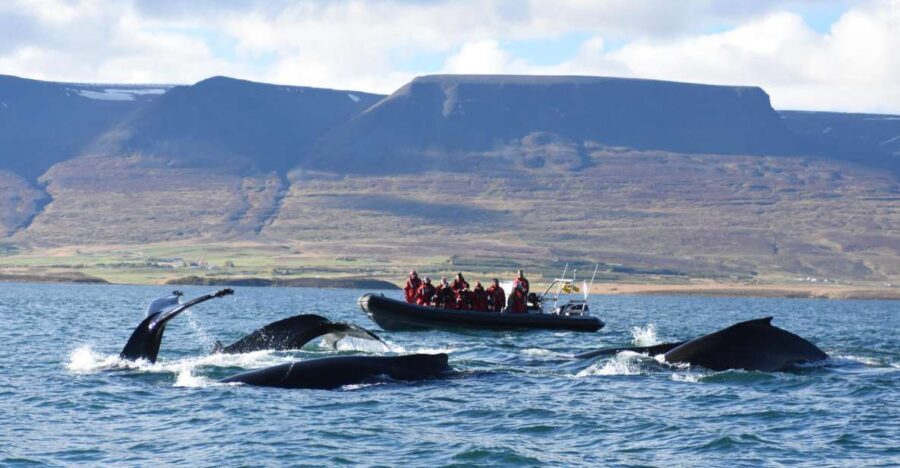 Akureyri: 2-Hour Whale Watching Express by RIB Speedboat - Who Will Love This Tour?  
