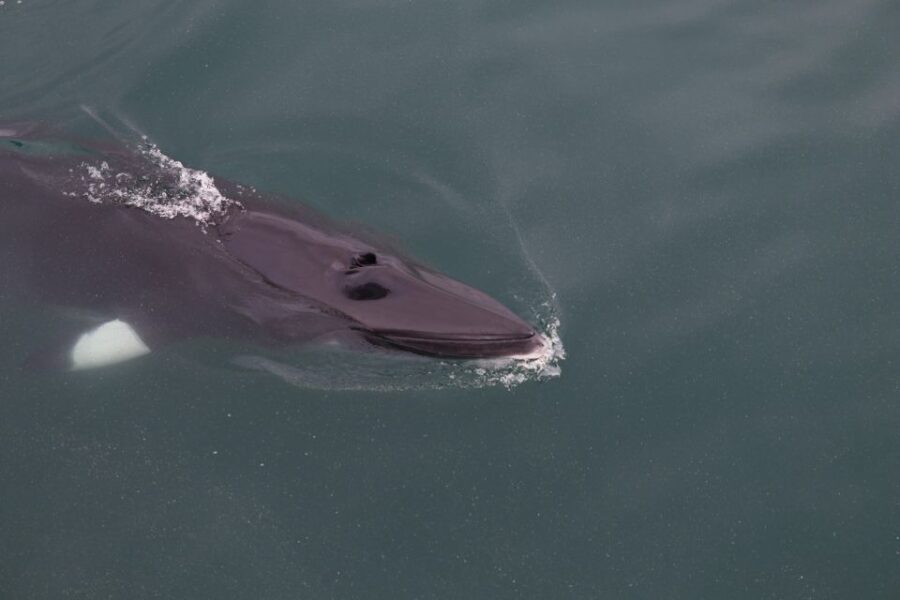 Akureyri: Whale Watching Shore Excursions - Who Should Book This Tour?