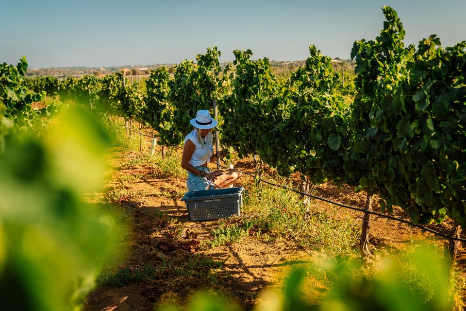 Algarve: Vineyard Tour & Premium Wine Tasting in Silves - A Deep Dive into the Experience