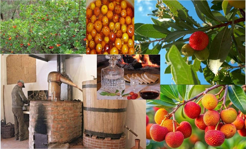 ALGARVE'S ARBUTUS BERRY TRAIL - How the Experience Is Crafted for Comfort and Convenience