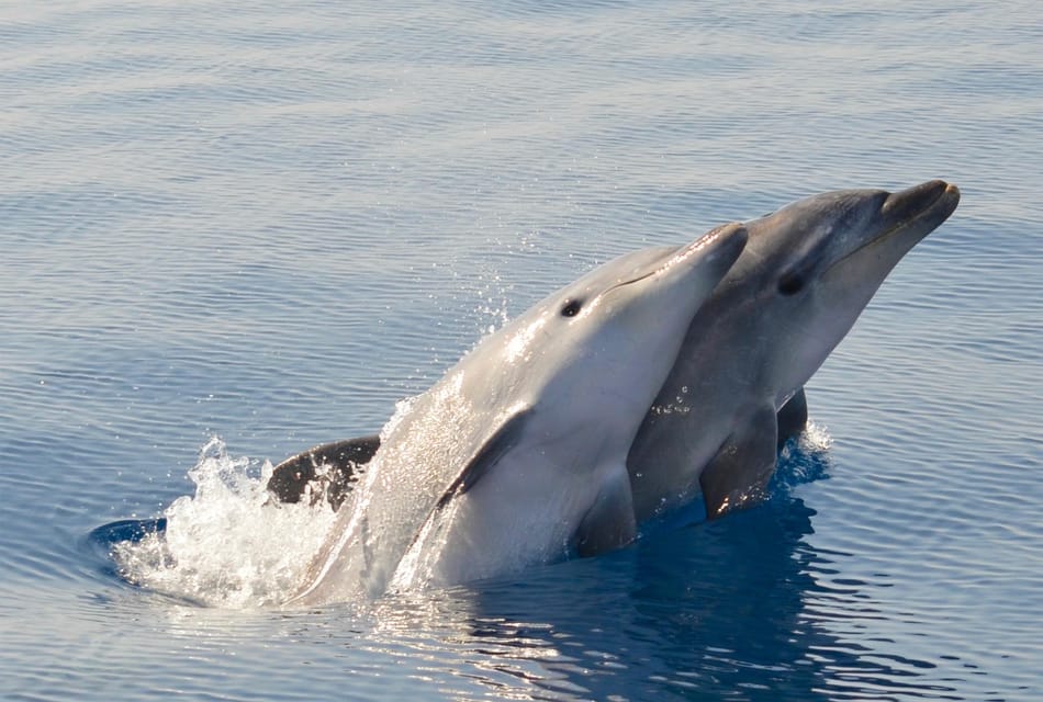 Alghero: Dolphin Watching Tour With Marine Biologists - Educational Experience and Research