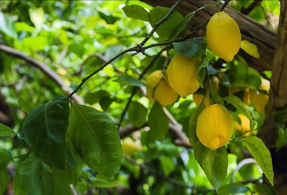 Amalfi Organic Lemon Tour & Wine Tasting + Dinner or Lunch - Who Will Love This Tour?