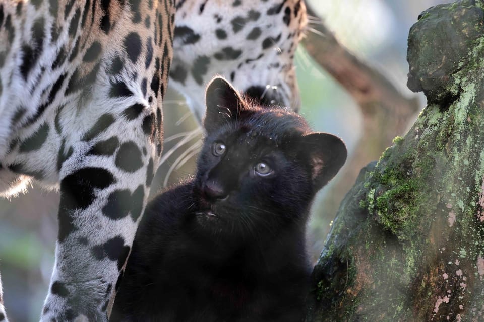 Amsterdam: Artis Royal Zoo & ARTIS-Micropia Combo Ticket - The Sum Up