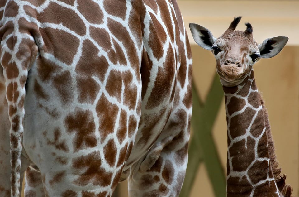Amsterdam: ARTIS Royal Zoo Entry Ticket - What Visitors Are Saying