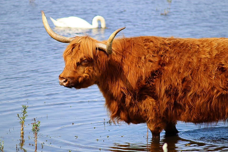 Amsterdam: Hidden Gem Nature & Wildlife Expedition - What to Expect from Your Guided Nature Expedition