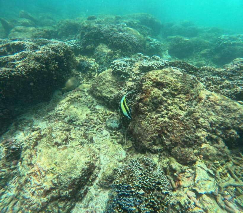 Angel Rock Snorkeling Private Trip - What to Expect During the Tour