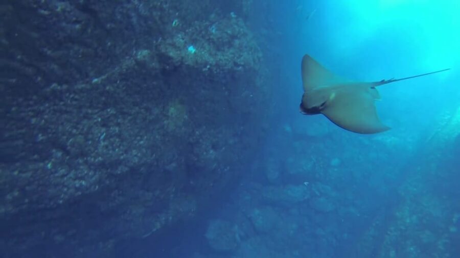Angra do Heroísmo: Snorkeling Tour by boat - The Details of the Snorkeling Tour Experience