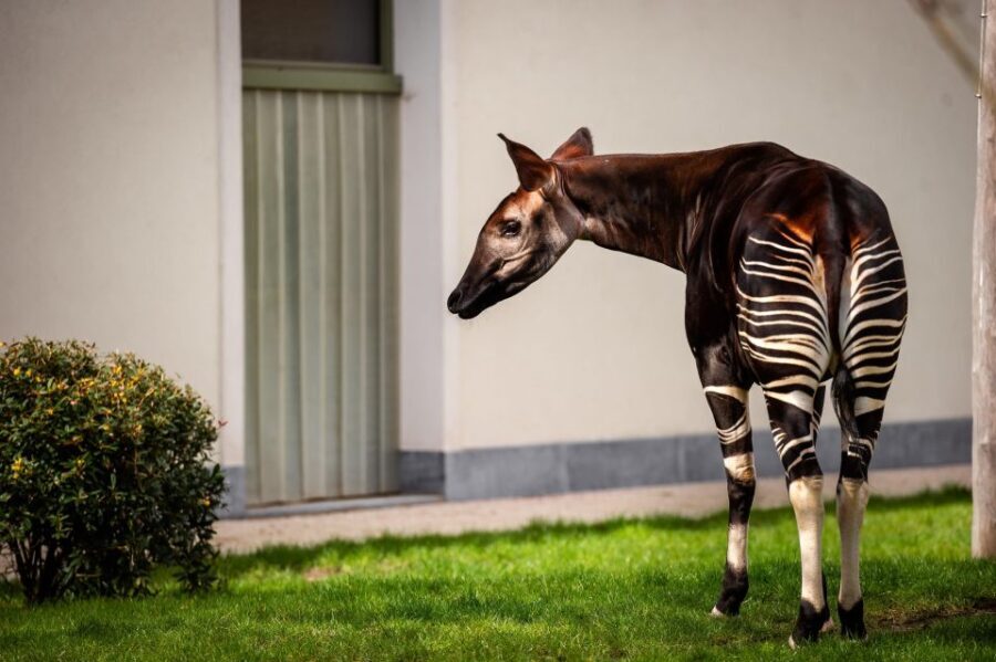 Antwerp: ZOO Entry Ticket - What Visitors Say About Antwerp Zoo