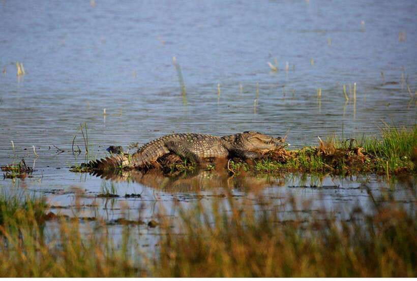 Anuradhapura: Morning or Evening Safari at Wilpattu -Private - Who Will Love This Safari?