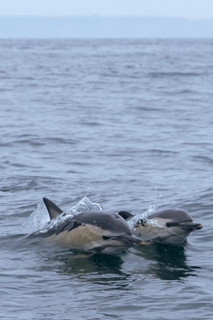 Arrábida - Sesimbra: Dolphin Watching - Practical Details for Planning Your Trip