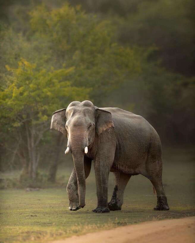 Arugam Bay: Kumana National Park Safari - What to Expect on Your Safari