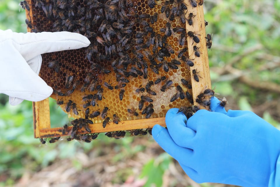 Azores Beekeeping Tour and Honey Taste - What to Expect from the Beekeeping Tour