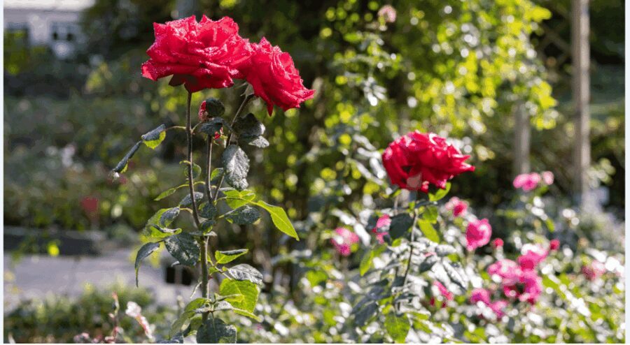 Bad Wörishofen: Rose Garden Tour - The Itinerary and What You Can Expect