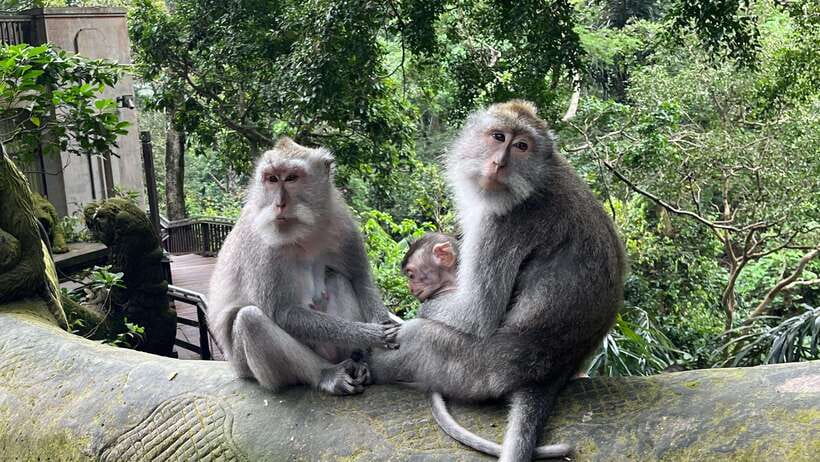 Bali: Batuan temple, Monkey Forest, Kato Lampo waterfall - A Practical Guide to Your Bali Day Tour Experience