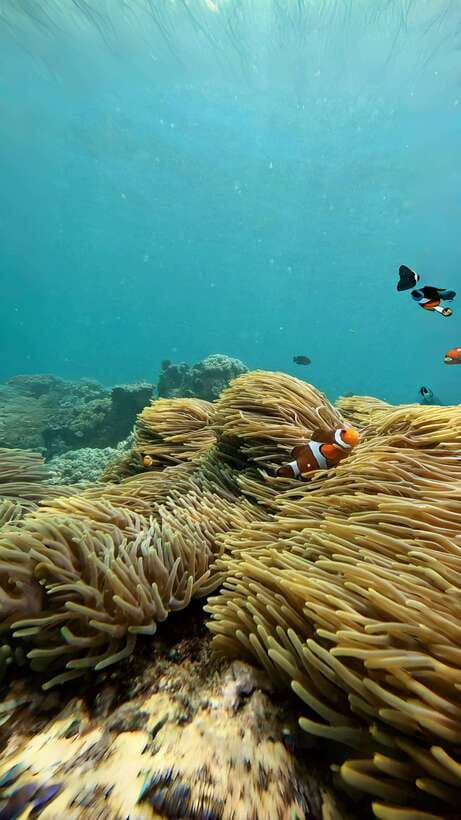 Bali: Blue Lagoon and Tanjung Jepun Snorkeling Tour - What to Expect During Your Snorkeling Adventure