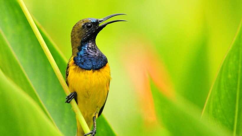 Bali: Countryside Bird Watching Tour with Hotel Transfer - Final Thoughts: Who Will Love This Tour?