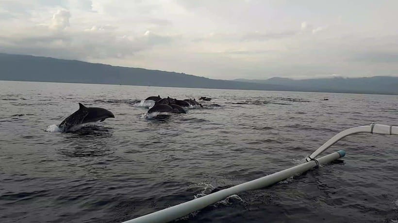 Bali dolphin, swim & snorkeling in Lovina Bali - The Itinerary Breakdown