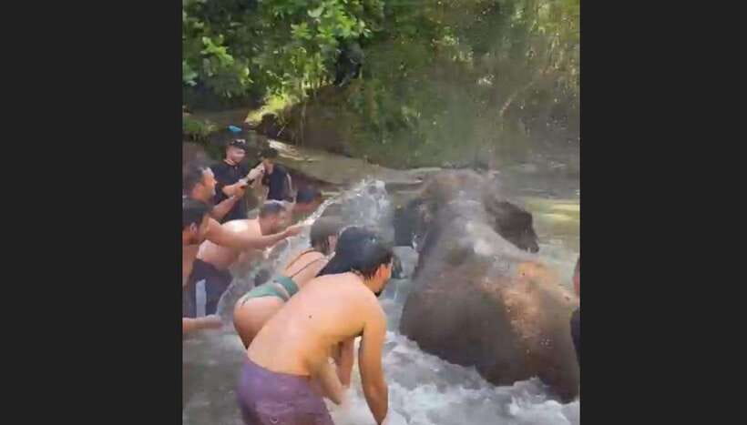 Bali: Elephant Mud Fun Activity - Who Will Love This Tour?