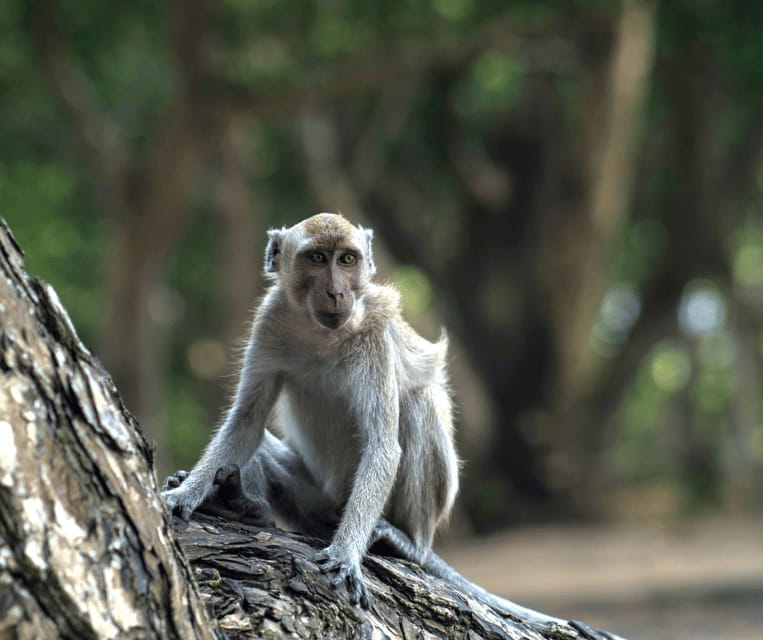 Bali Heritage: Taman Ayun, Monkeys, & Tanah Lot Sunset - Exploring the Itinerary in Detail