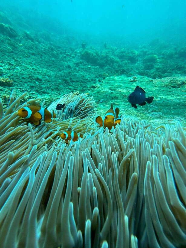 Bali: Highlights Blue Lagoon Snorkeling Tour in Padang Bai - Deep Dive into the Itinerary