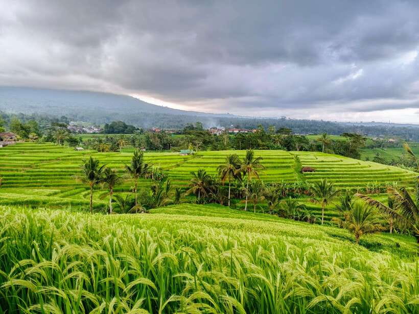 Bali: Lake Temple, Jatiluwih Rice Terrace & Waterfall Tour - The Itinerary in Detail