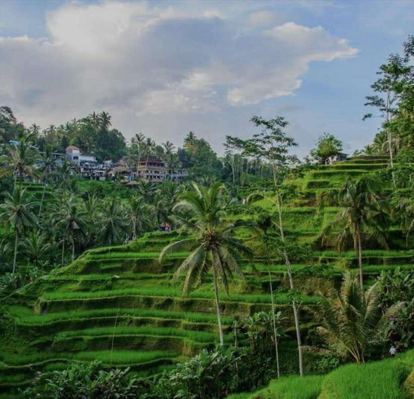 Bali: monkey forest, rice terrace, water temple, waterfall - Why This Tour Offers Good Value