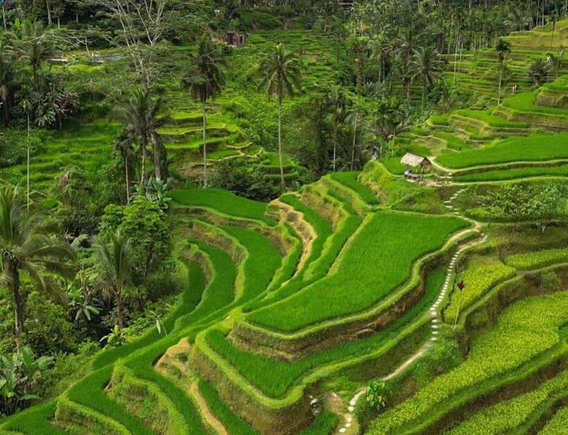 Bali: Penglipuran Village, Rice Terrace & Waterfall Tour - Why This Tour Stands Out