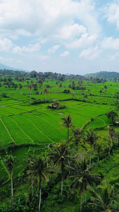 Bali: Quad Bike Adventure with Buffet Lunch - What We Love and What to Consider