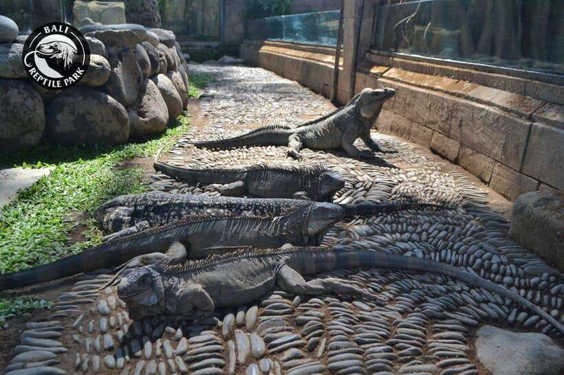 Bali Reptile Park 1-Day Admission Ticket - A Closer Look at the Exhibits  