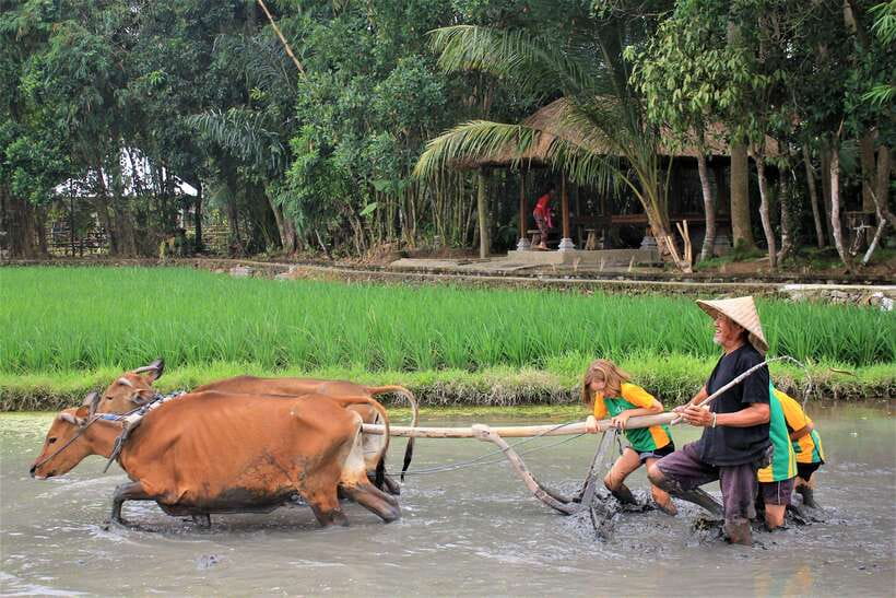 Bali: Subak Secrets Guided Tour with Farming Experience - Detailed Breakdown of the Experience