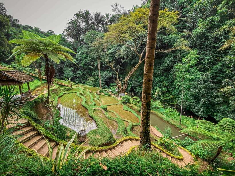 Bali: Taro Village and Holy Spring Water Temple Tour - Visiting Taro Village: A Cultural Snapshot