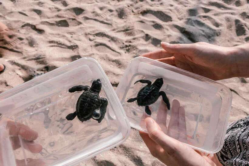 Bali : Turtle Conservation Center Tour option Release Turtle - The Itinerary Breakdown
