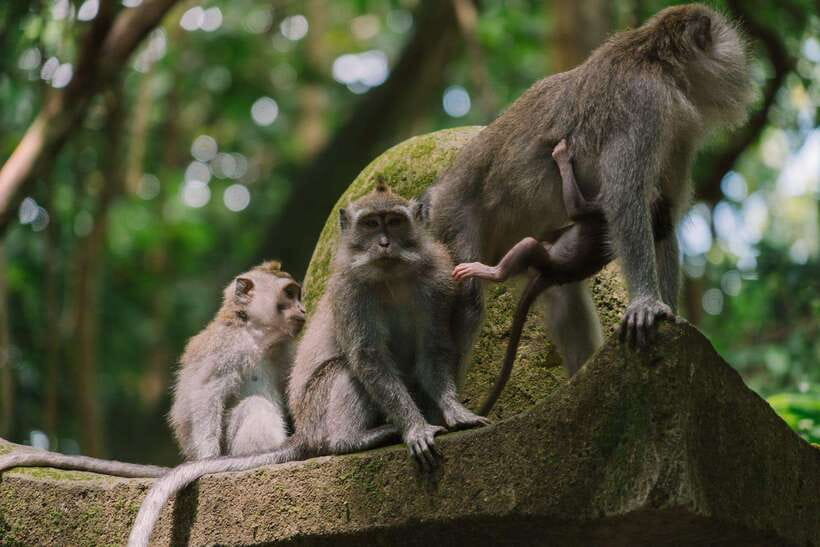 Bali: Ubud Monkey Forest, Waterfall, and Rice Terrace Tour - Analyzing the Value