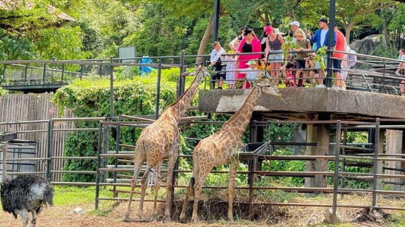Bangkok: Elephant Sanctuary and Khao Kheow Open Zoo Tour - Key Points