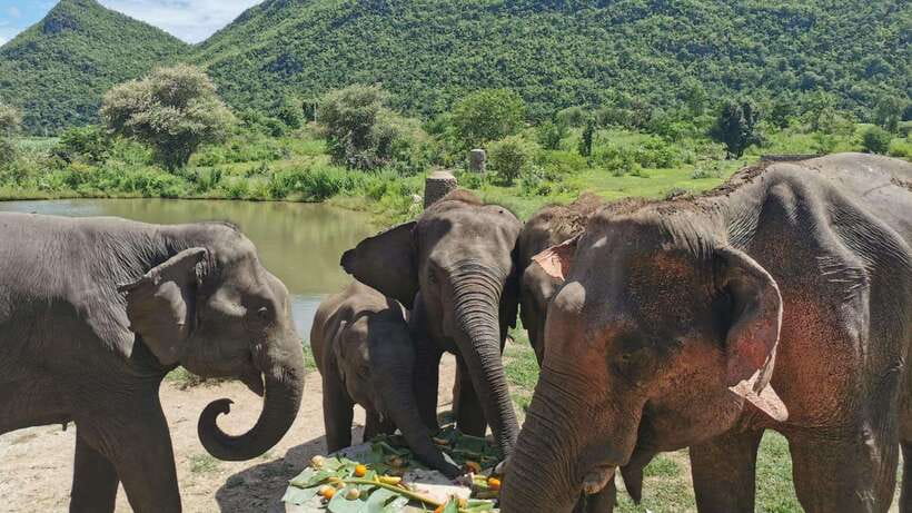Bangkok: Elephants World & Erawan Waterfall in Kanchanaburi - Destination and Activities
